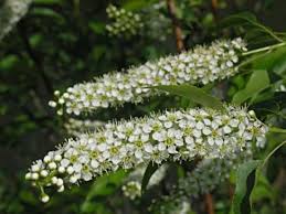 Wilted leaves of black cherry are more poisonous than fresh leaves. Wild Black Cherry Yale Nature Walk