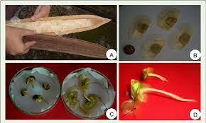 Image result for Oroxylum