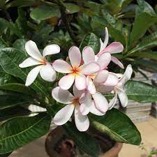 Waktu doa hari ini di shah alam akan bermula pada 05:30 (matahari terbit) dan selesai di 20:38 (isyak). Shah Alam Nursery Seksyen 18