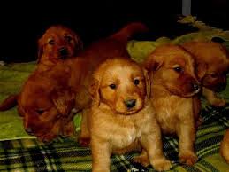 Dark, closely fit, of medium length. Dark Red Golden Retriever Puppies For Sale Near Me Petfinder