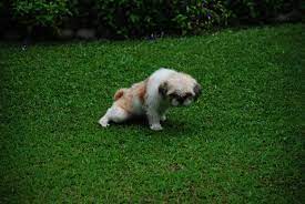 Housebreaking Wikipedia