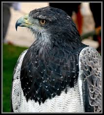 Aguila Birds Of Prey Eagles Prey