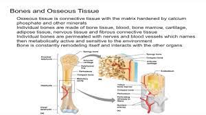 Bone And Osseous Tissue Introduction Youtube