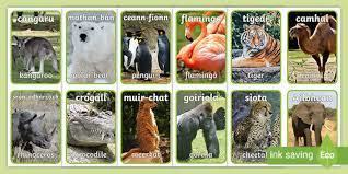Here is an animal quiz of zoo animals with sounds and names for kids, preschool, children, and kindergarten. Bheat An Su Zoo Animal Flashcards For Gaelic Learners