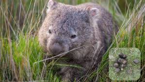 It's not like you were waiting for some advancement in technology to finally unlock the secrets of a wombat's innards. Study Reveals Why Wombat Poo Is Square Blue Mountains Gazette Katoomba Nsw