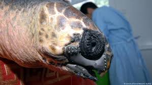 Made of cold cast resin. Thailand S Coin Swallowing Sea Turtle Piggy Bank Dies After Surgery News Dw 21 03 2017