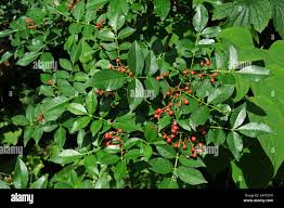 Image result for Zanthoxylum holtzianum