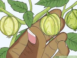 Simply cut far enough into the tomatillo to get to the hard stem area. 6 Ways To Roast Tomatillos Wikihow