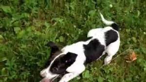 Rat Terrier Border Collie Mix Shop For Your Cause