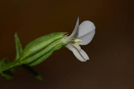 Image result for Canscora alata