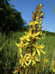 Image result for Ligularia sibirica