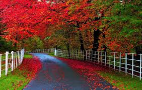 Desktop wallpaper rose wallpaper 4k wallpaper space wallpaper. Beautiful Background Desktop Nature 600x380 Download Hd Wallpaper Wallpapertip