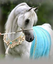 Pin By Grazia Merlo On Everything Horse Horses Most Beautiful Horses Pretty Horses