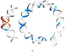 Gsm 7 bit default alphabet extension table. Genes Free Full Text A Dna Structural Alphabet Distinguishes Structural Features Of Dna Bound To Regulatory Proteins And In The Nucleosome Core Particle Html