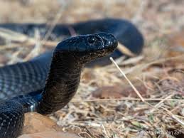 Pin By Willem Van Zyl On Wvz Photos Snakes In 2020 Snake Animals Photo
