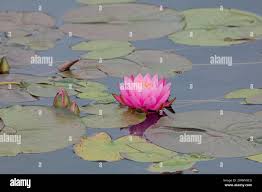 Image result for Nervilia lilacea