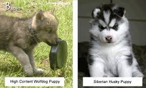 Full Moon Farm Wolfdog Sanctuary From An Anonymous Wolfdog Owner The Truth About So Called Wolf Hybrids How To Avoid Being Scammed Due To Their Exotic Nature And Wild Allure Wolf