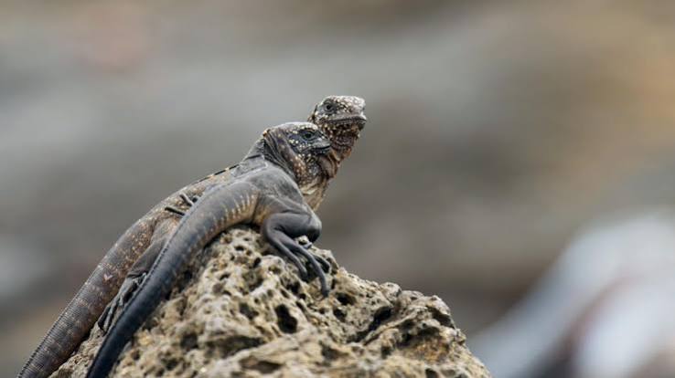Epic 'Planet Earth II' offers creatures'-eye view of nature