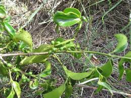 Image result for Psydrax subcordata