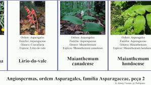 Image result for Eriospermum porphyrium