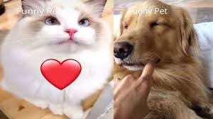 We did not find results for: Try Not To Laugh Clean Cat Meme Original Video Dog Meme Youtube