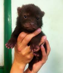 Four Bush Dog Pups Were Born On July 14 At Sweden S Kolmarden Zoo See More At Zooborns Com And At Http Www Tiny Baby Animals Cute Animals Baby Zoo Animals