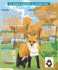 Le Renard Commun Ou Renard Roux Mon Quotidien Le Seul Site D Information Quotidienne Pour Les 10 14 Ans Renard Roux Documentaire Animaux Imagier Animaux