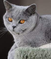 16 ideas cats british shorthair english short hair katze britisch kurzhaar kurzhaar katzen britisch kurzhaar