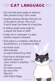 Understand Cat Language Better With These Funny Illustrations Cat Language Cat Behavior Cat Facts