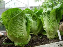 Between 50 and 70° you can get all kinds of problems. How To Grow Lettuce Tips Instructions And Pictures For A Tasty Harvest