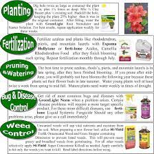 How to care for flowers outside. Pin By Madame Valkyrie On Back Yard Plans Azalea Care Outside Plants Backyard Fun