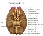 The Twelve Cranial Nerves: Functional Anatomy and Clinical ...