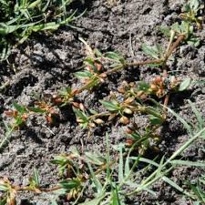 Image result for Hypertelis bowkeriana