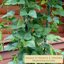 Image result for Phaseolus lunatus