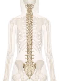 Male Spine Diagram Wiring Diagrams