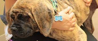 Multiple myeloma is an uncommon cancer that is derived from a clonal population of cancerous (malignant) plasma cells in the bone marrow. Uncovering The Cause Of Fever In Dogs