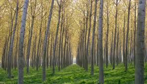 A Crema i ragazzi del Racchetti-Da Vinci pianteranno il "bosco d'istituto"