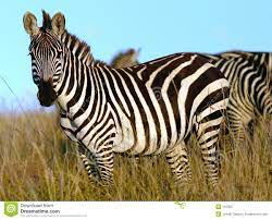 Zebra In Africa Zebras Zebra Art Animals