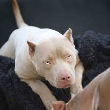 want a baby that looks like this want a baby that looks like this 2020 cok sirin hayvanlar kopek turleri pitbull