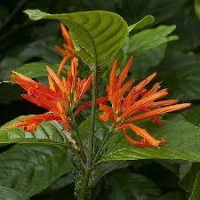 Image result for Justicia striolata