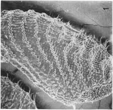 Image result for Eleusine kigeziensis