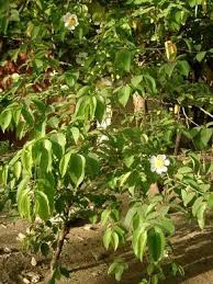 Image result for Oncoba