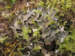 Image result for Hyparrhenia collina