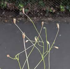 It has many fine stems. Sprawling Bluebell Wahlenbergia Gracilis Weeds Of Melbourne