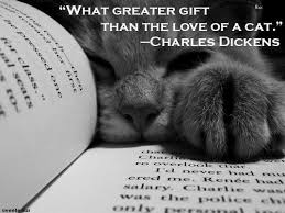 What Greater Gift Than The Love Of A Cat Charles Dickens I Love Knowing That Authors Loved Their Cats Cats Crazy Cats Cute Animals