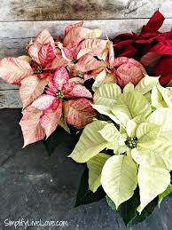 5 Must Know Tips For Growing Poinsettias Indoors Drought Tolerant Garden Poinsettia Plant Gardening For Beginners