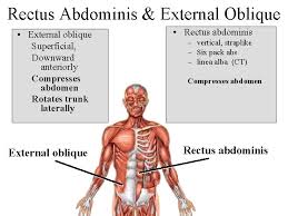 Learn vocabulary, terms and more with flashcards, games and other study tools. The Muscular Systemgross Anatomy I Over 600 Human