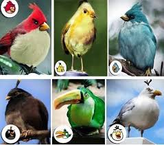 Always Wondered Angry Birds Bird Species Bird