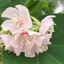 Image result for Dombeya burgessiae