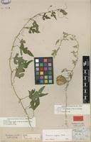 Image result for Cucumis zeyheri